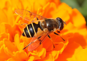 Tourbière des Dauges : on syrphera quand on aura envie de syrpher