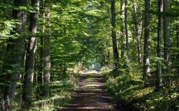 Les secrets de la forêt de Dreux