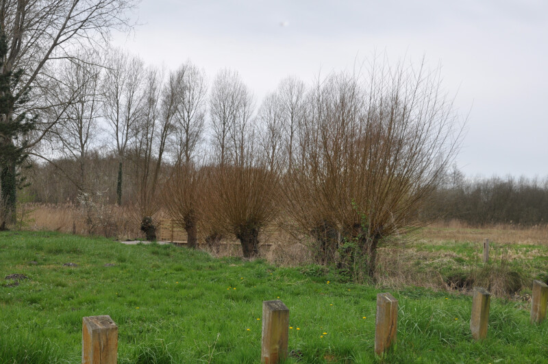 Balade "Entre Maye et marais"