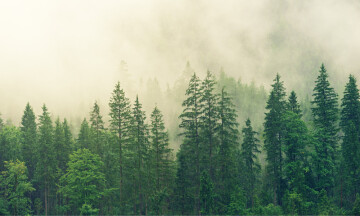 Théâtre de rue | Traverser la forêt en bateau