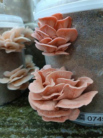 Découverte de la culture des champignons tropicaux