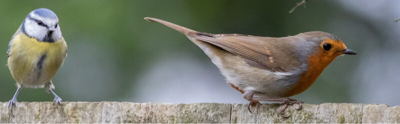 ATELIER HORS LES MURS : Qui sont ces oiseaux des jardins ?