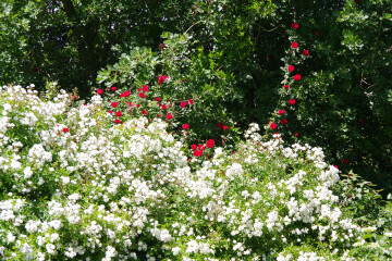 Visite découverte d'un jardin privé et de sa roseraie