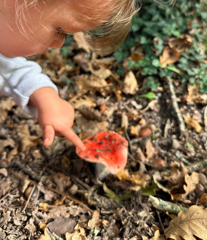 Découvrir la vie cachée des forêts !