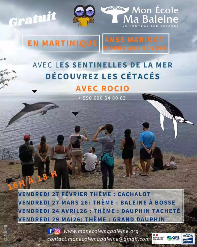 OBSERVATION DES CÉTACES AVEC MON ECOLE MA BALEINE