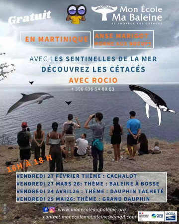 OBSERVATION DES CÉTACES AVEC MON ECOLE MA BALEINE