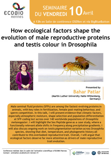 How ecological factors shape the evolution of male reproductive proteins and testis colour in Drosophila
