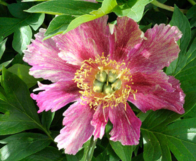 Plongée macroscopie au cœur des fleurs