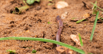 Sortie nature : la faune du sol