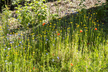 Parcours d'observation du monde vivant au Parc André Malraux