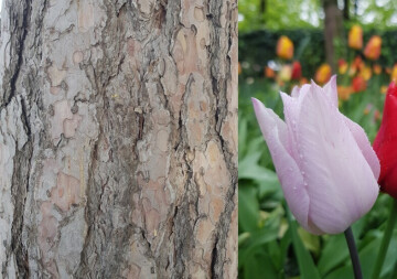Observer les végétaux avec les jardiniers d'art du Louvre