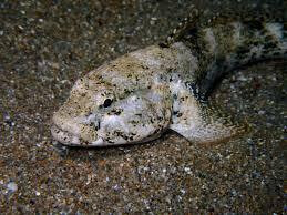 Découverte de la pêche à pied Saint-Malo