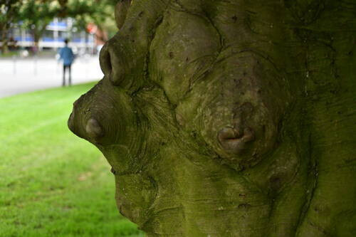A la découverte des écorces d'arbres