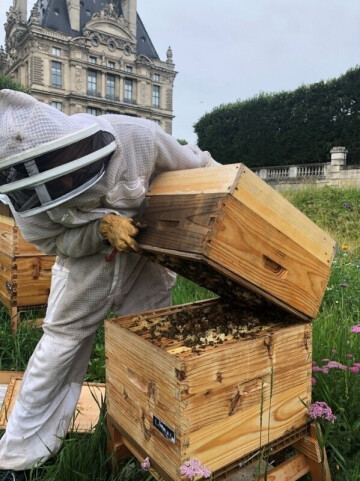 Rencontre avec l’apiculteur du rucher du Domaine National du Louvre et des Tuileries