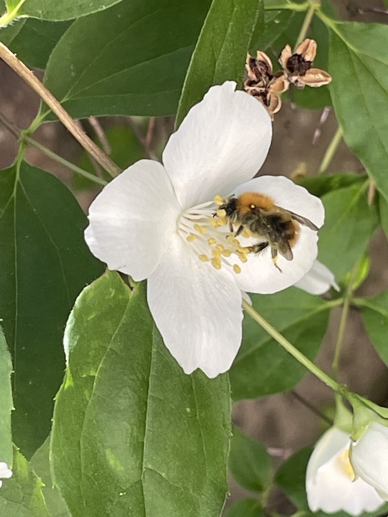 Pollinisateurs en action