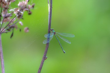 Découverte des libellules