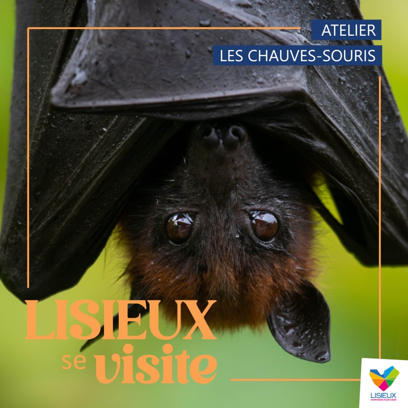Atelier - Les chauves-souris