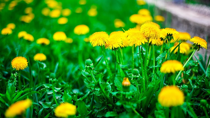 Sauvages et cultivées