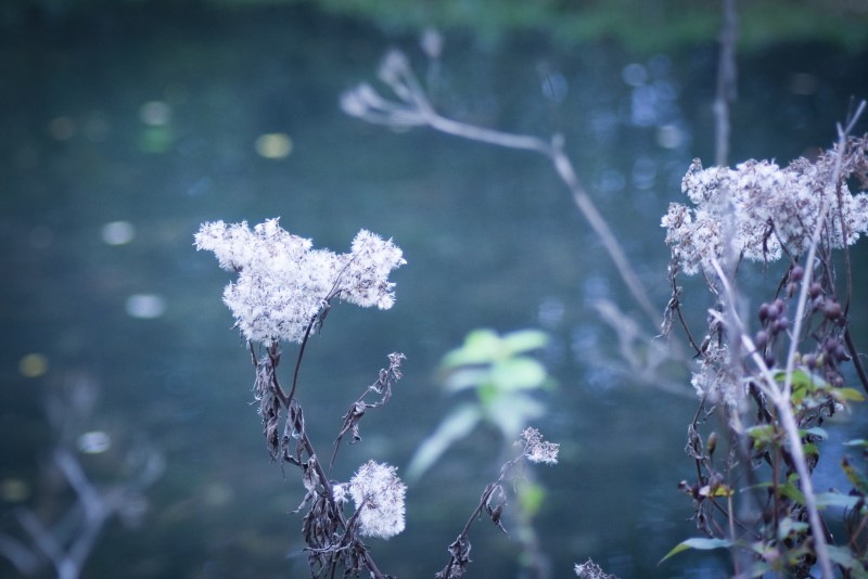 Balade botanique au parc de Croisilles | RDV Découverte
