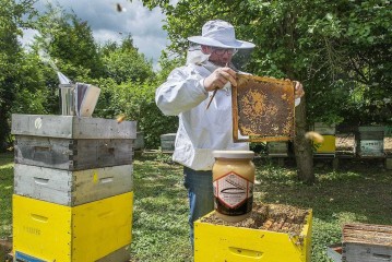 Abeilles, forêts et mémoire du terroir