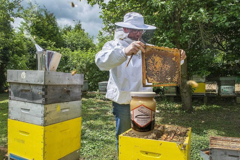 Abeilles, forêts et mémoire du terroir