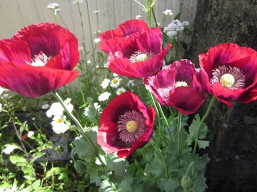 Visite libre du jardin Au Bout de La Lande