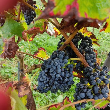 L'IGP "Ile-de-France" dans le Soissonnais Valois