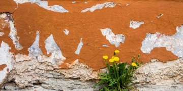 Atelier "Sauvages de ma rue"