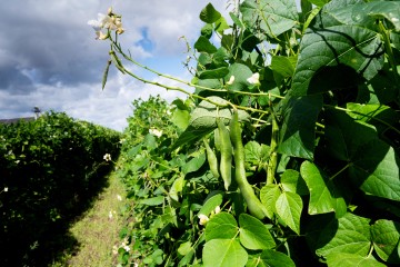 Quand le terroir fait graine d'histoire