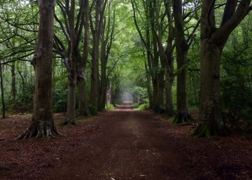 Randonnée crépusculaire au bois du Breuil