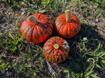Un autre regard sur la nature, ce jardin qui nous nourrit