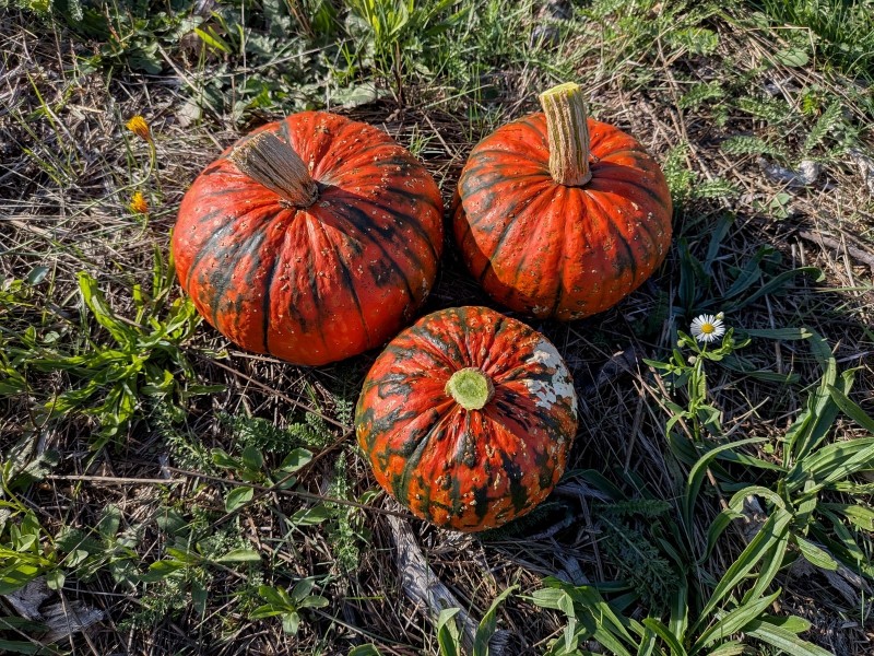 Un autre regard sur la nature, ce jardin qui nous nourrit