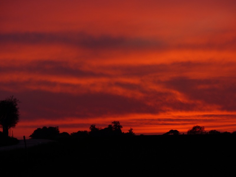 Les oiseaux au crépuscule