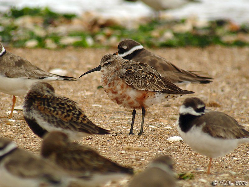Les oiseaux du bord de mer