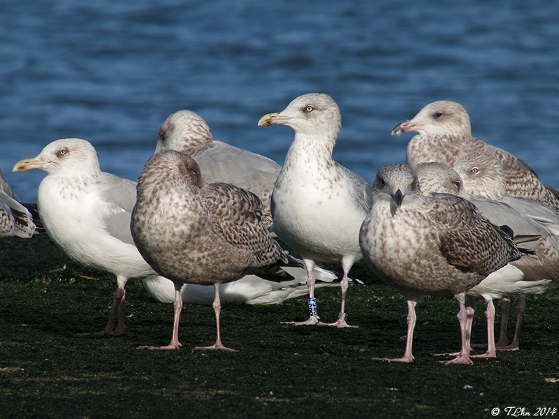 Découverte des oiseaux du bord de mer