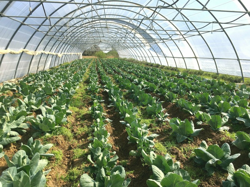 Visites commentée des jardins de Cocagne