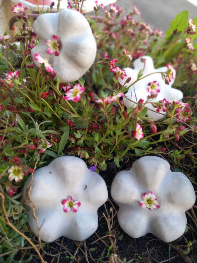 Visite du jardin d'Hélène