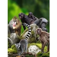 La vallee des singes