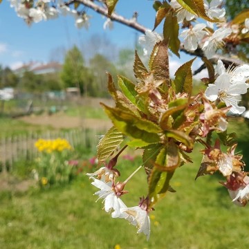 brunch partagé et lecture poétique au jardin du vieux poirier (Vaîtes)