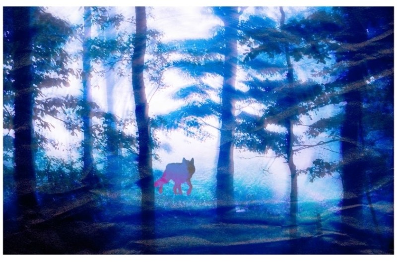 Se souvenir des loups