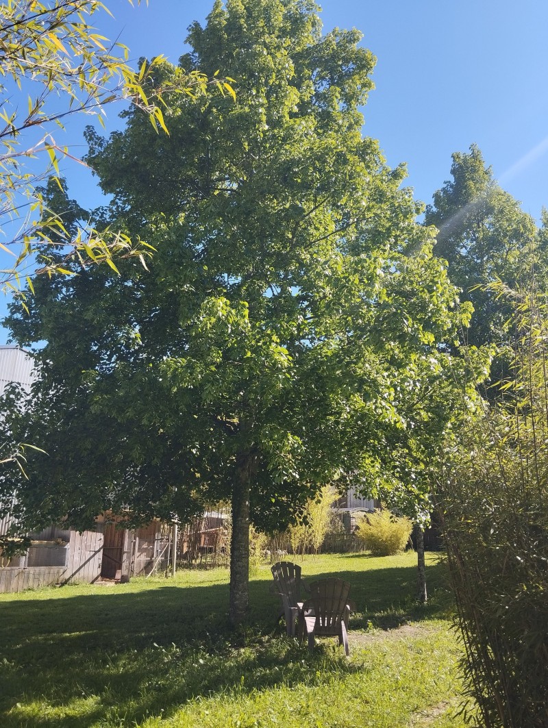 Balade découverte des plantes