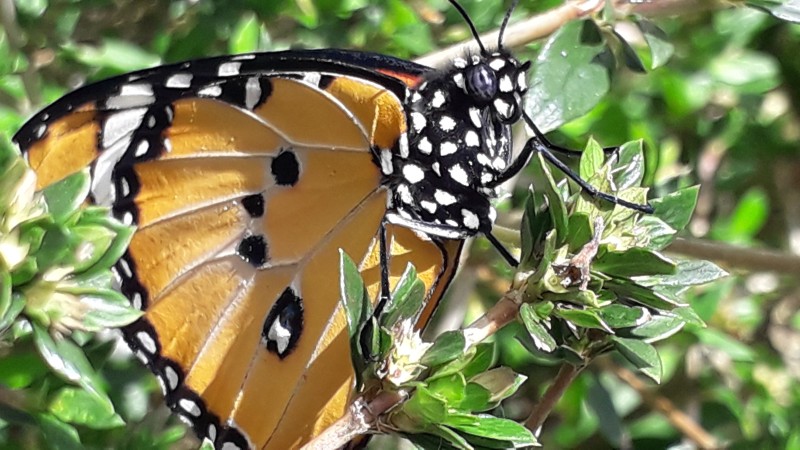 Visite du jardin du Domaine de Beaubassin