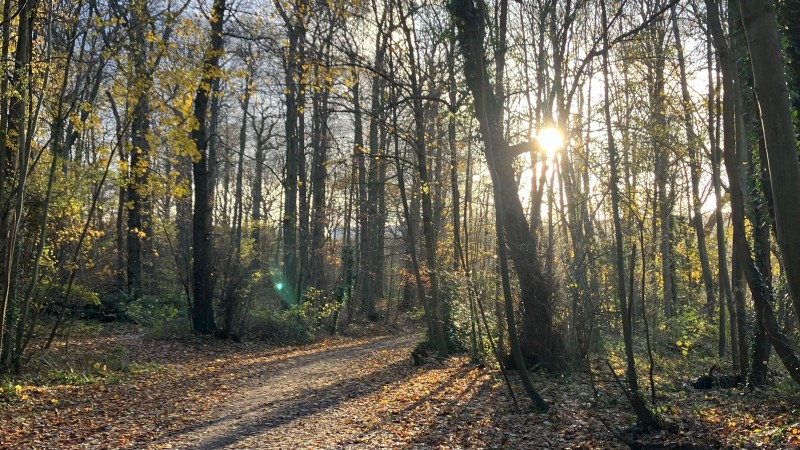 Bain de forêt à Meudon