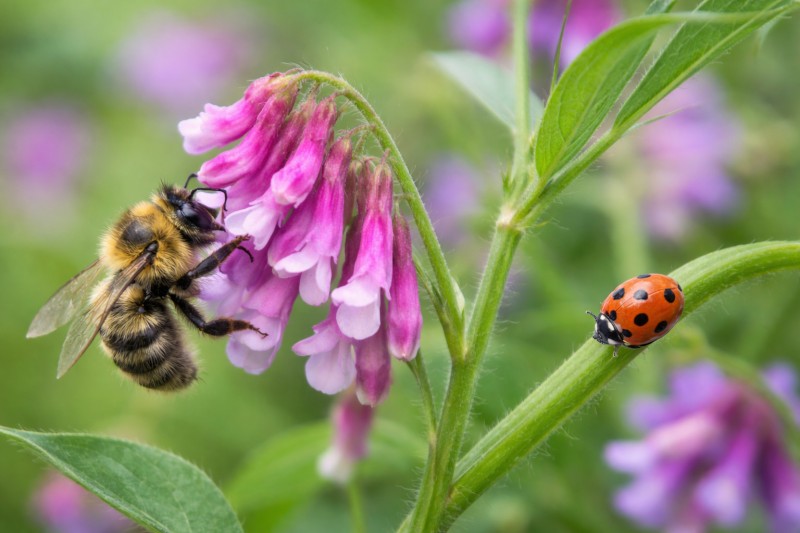 Balade : à la découverte des pollinisateurs