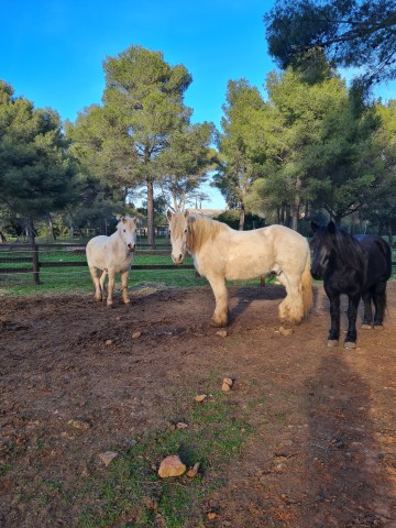 LES PRINTEMPS : Bien-être animal