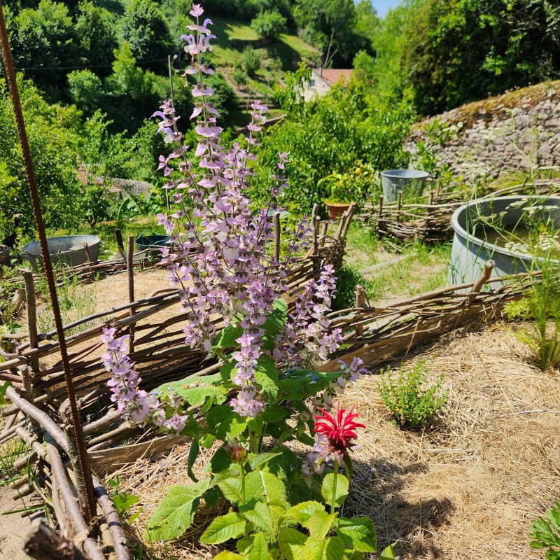 Visite d'un jardin terrasse