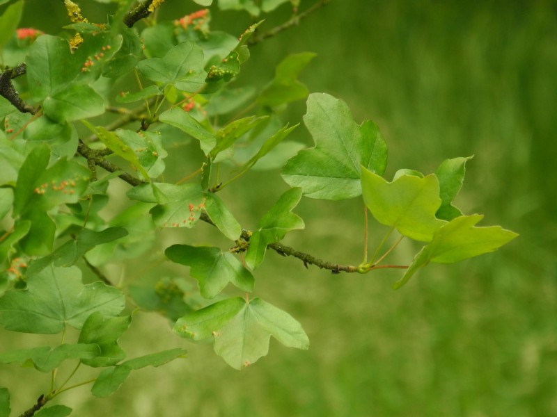 Erables et Chênes : quelle diversité ! - Jardin Botanique Université ...