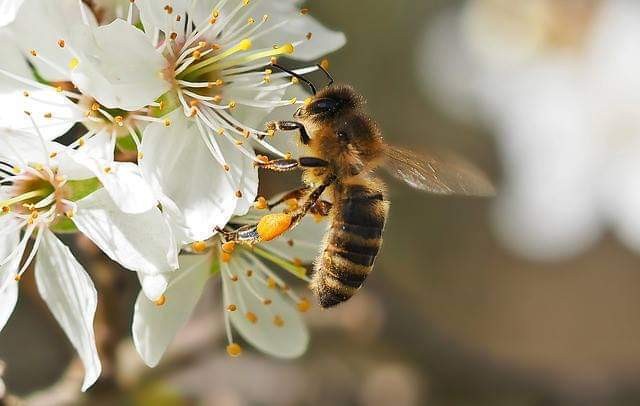 LES PRINTEMPS : journée mondiale des abeilles
