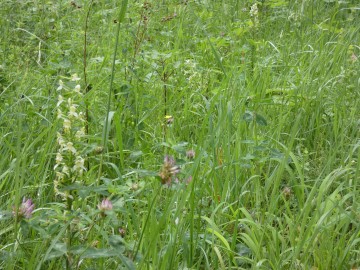 Milieux semi-naturels : à la découverte des plantes indigènes