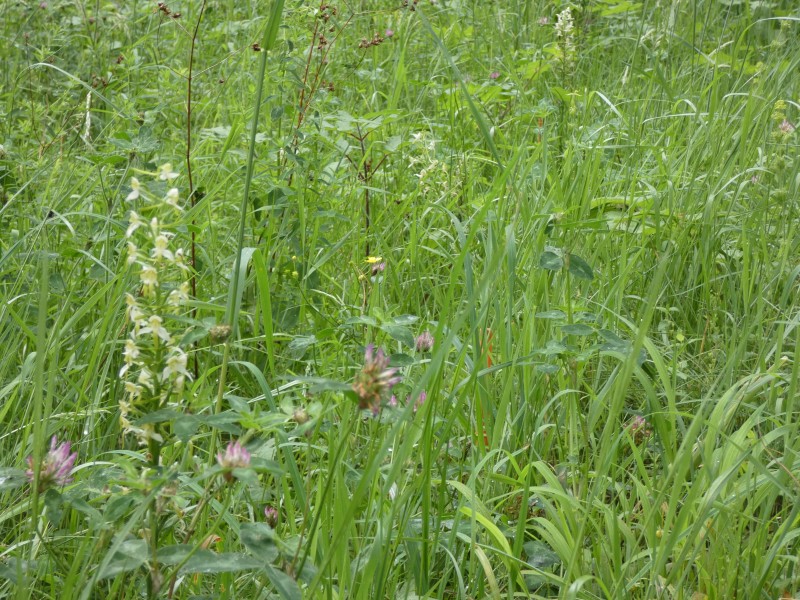 Milieux semi-naturels : à la découverte des plantes indigènes